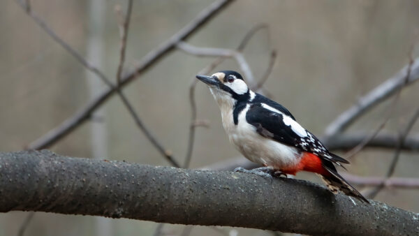 Wallpaper Birds, Branch, Blur, Background, Tree, Standing, Woodpecker
