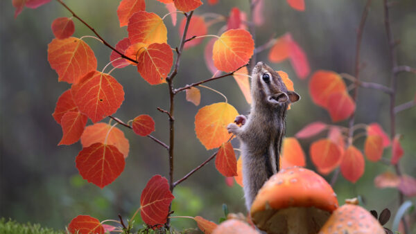 Wallpaper Yellow, Looking, Leaves, Standing, Red, Chipmunk, Background