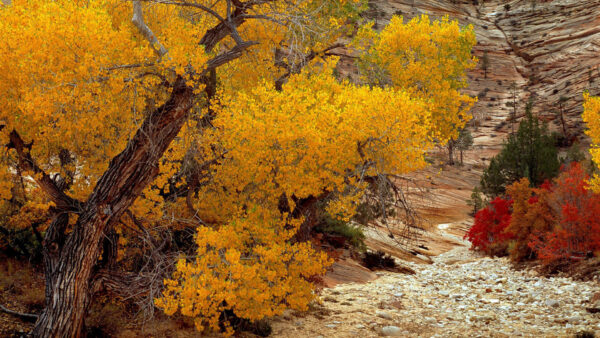 Wallpaper Yellow, Branches, Autumn, Red, Green, Fall, Desert, Background, Tree