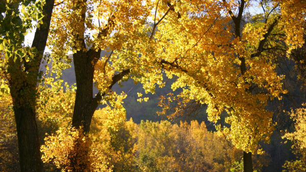 Wallpaper Branches, Photography, Yellow, Mountain, Leaves, Background, Tree