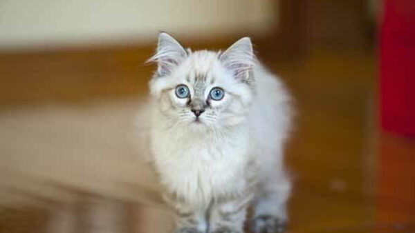 Wallpaper With, Fur, White, Eyes, Cute, Cat, Stare, Blue, Look