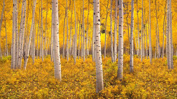 Wallpaper Leaves, Tree, Trees, Autumn, Birch, Yellow