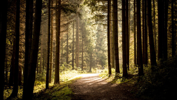 Wallpaper Nature, Bushes, Desktop, Road, Between, Mobile, Forest, Path, Trees, Sunrays