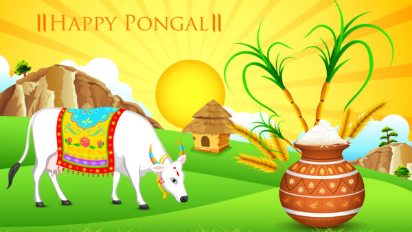 Wallpaper Pot, Paddy, Cow, Pongal, Clay, Happy, White, Sugarcanes