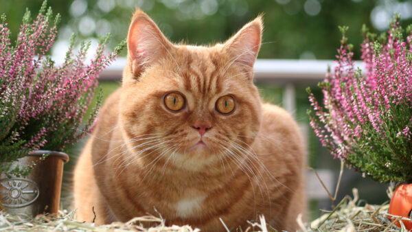 Wallpaper Cat, Eyes, Light, Brown, Yellow, Bokeh, Background, Green, White