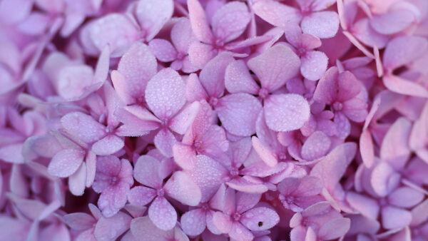 Wallpaper Petals, Light, With, Purple, Water, Hydrangea, Flowers, Drops