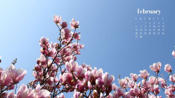 Wallpaper Background, Flowers, February, Sky, Calendar, Aesthetic, Magnolia, Pink, Blue