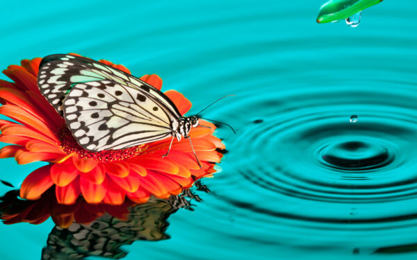 Wallpaper Butterfly, Drops