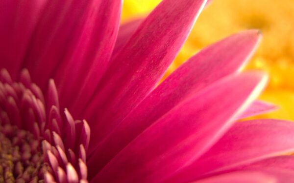 Wallpaper Widescreen, Flower, Pink