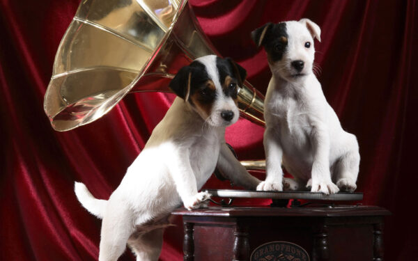 Wallpaper Gramophone, Pups