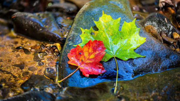 Wallpaper 4k, Water, Colorful, 8k, Stone, Leaves