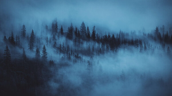 Wallpaper Fog, Forest, Aesthetic, Trees, Dark, Desktop, Pine