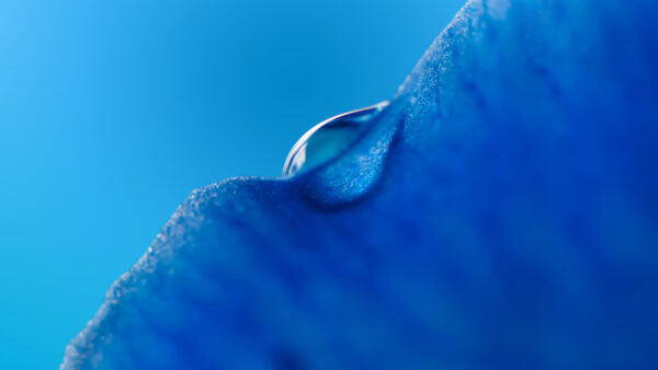 Wallpaper Drop, Blue, Macro, Dew