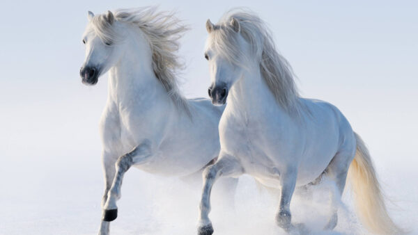 Wallpaper White, Twin, Horse, 4k