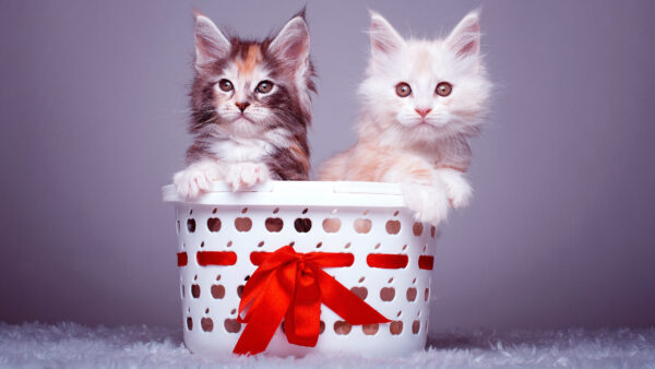 Wallpaper Cat, Mobile, Desktop, Animals