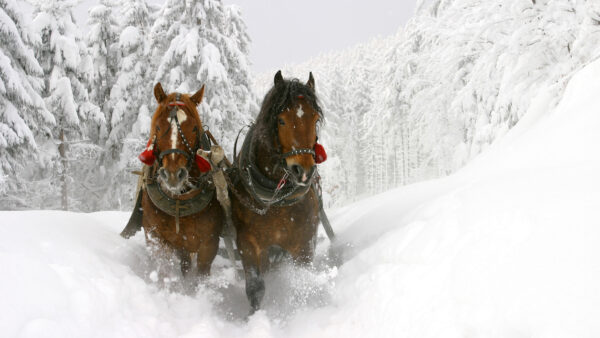 Wallpaper Background, Around, Desktop, Trees, Horse, Covered, Snow, With, Horses