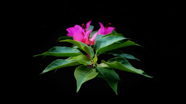 Wallpaper With, Leaves, Desktop, Flowers, Black, Pink, Background, Dark, Mobile, And, Green