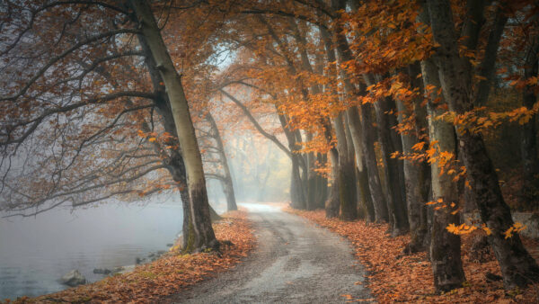 Wallpaper Desktop, Autumn, River, With, Road, Yellow, Mobile, Leaves, Nature, Sideby, Dry, Trees, Between