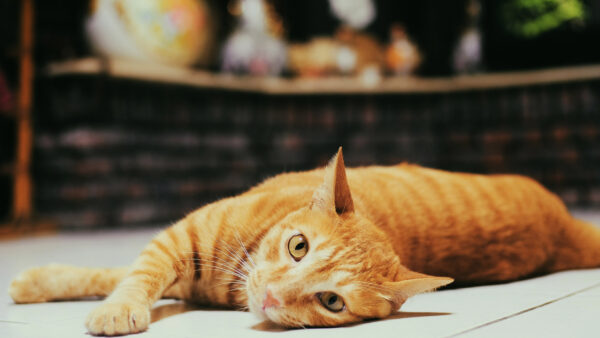 Wallpaper Down, Cat, Desktop, Lying, Blur, Cute, Brown, Animals, Floor, Background