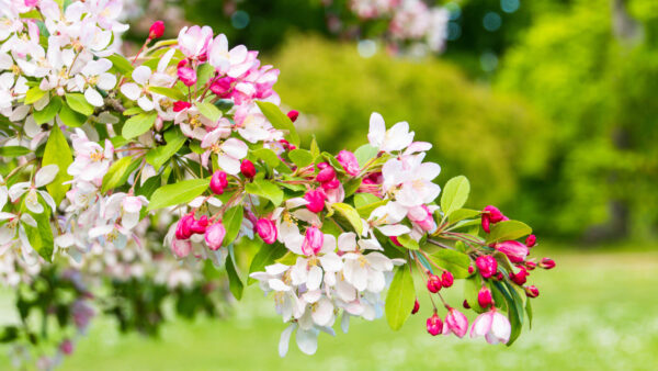 Wallpaper Mobile, Branches, Flowers, Blur, Pink, Trees, Desktop, Green, Cherry, White, Background, Leaves, Petals