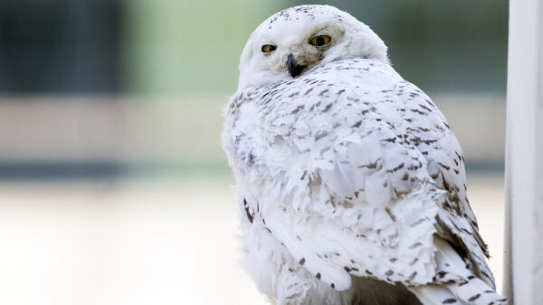 Wallpaper Animals, Desktop, Owl, Snowy