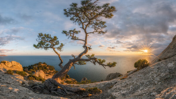 Wallpaper And, Desktop, Coast, Tree, During, Sunset, Sea, Pine, Landscape, Crimea, With, Nature