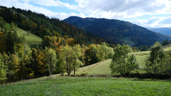 Wallpaper Landscape, Forest, Mobile, Hills, Nature, View, Desktop, Trees