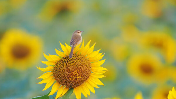 Wallpaper Background, Blur, Flowers, Sparrow, Standing, Desktop, Sunflower