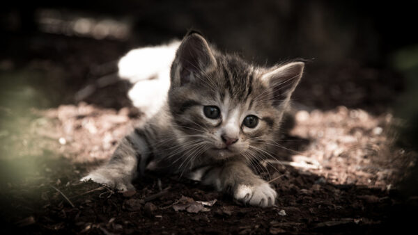 Wallpaper Down, Black, Kitten, Lying, White, Desktop, Sand