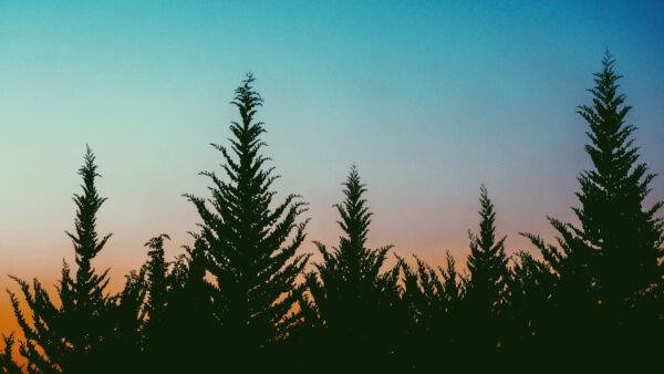 Wallpaper Blue, Sky, Trees, Under, Desktop