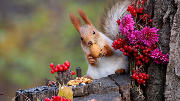 Wallpaper Red, Nuts, Tree, Standing, Desktop, Eating, Squirrel, Berries, Trunk, And