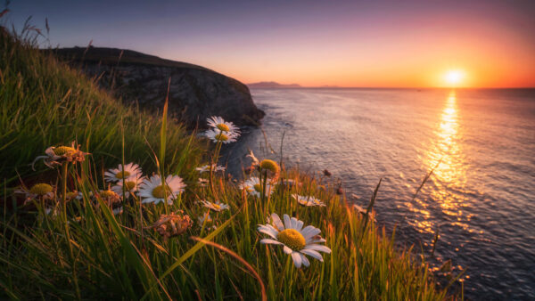 Wallpaper Flowers, Coast, Camomile, With, Biscay, Desktop, During, Sunset, And, Grass