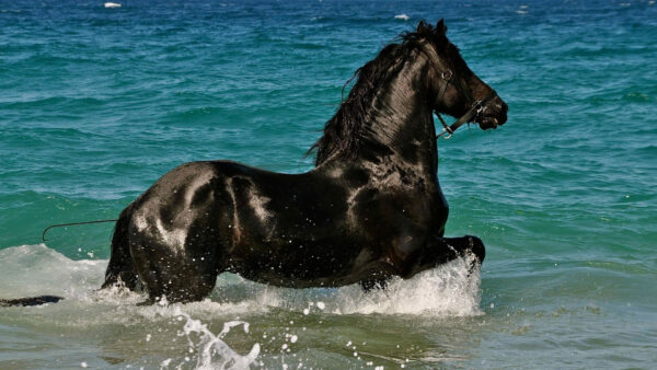 Wallpaper Sea, Black, Horse, Water