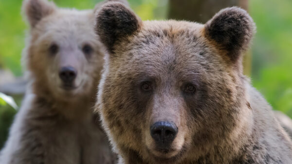 Wallpaper Photo, Bears, Two, Background, Green, Animals, Closeup, Desktop, Brown