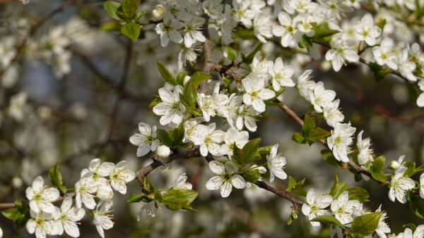 Wallpaper Blossom, Spring, Desktop, White, Mobile, Flowers, Cherry, Branches, Tree