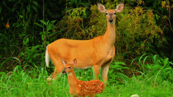 Wallpaper And, Child, Mother, Deer, Wonderful, Picture, Cute