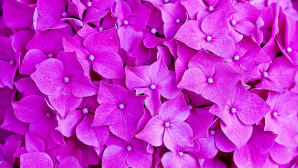 Wallpaper Mobile, Flowers, Petals, Purple, Desktop, Hydrangea