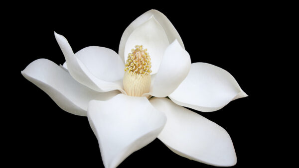 Wallpaper Magnolia, Black, With, Closeup, Background, Flowers, Desktop, Flower