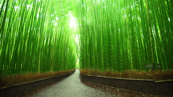 Wallpaper Bamboo, Forest, Season, Trees, Rainy, Desktop, Mobile