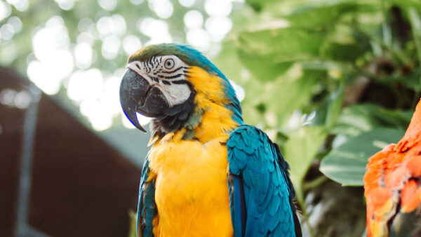 Wallpaper Parrot, Leaves, Green, Blue, Yellow, Macaw, Background, Desktop, Birds, Bird