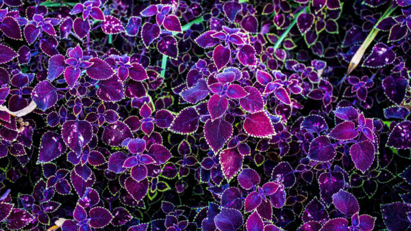 Wallpaper Leaves, Plants, Desktop, Dark, Flowers, Mobile, Pink, Purple