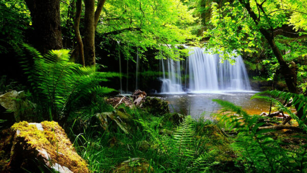 Wallpaper Surrounded, Trees, Bushes, Scenery, Pouring, Plants, Green, River, Waterfalls