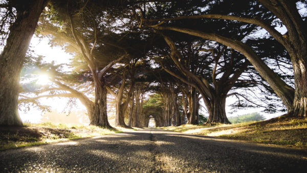 Wallpaper Long, Green, Nature, Sunrays, With, Between, Trees, Road, Branches