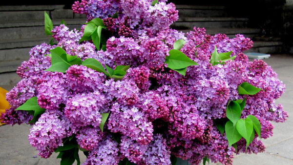 Wallpaper Lilac, Bouquet, Leaves, Spring, Bucket, Purple, Flowers