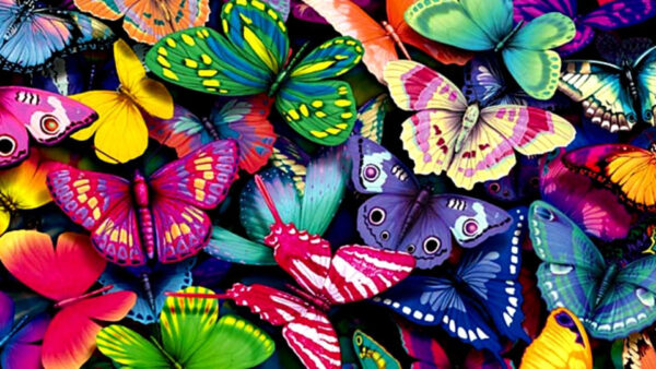 Wallpaper Colorful, Butterflies, Desktop, Butterfly