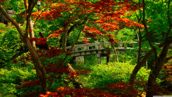 Wallpaper Body, Trees, Green, Orange, Water, Japanese, Surrounded, Bridge, Path, Leafed, Above