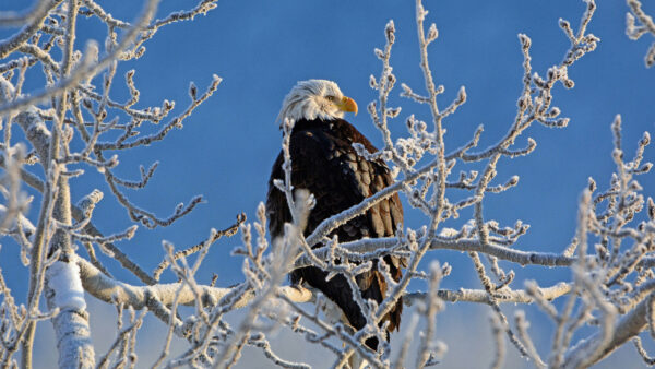 Wallpaper Leaves, Birds, Eagle, Branch, Desktop, Blue, With, Tree, Standing, Background