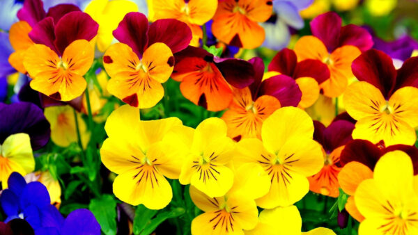 Wallpaper Colorful, Flowers, Closeup, View, Spring