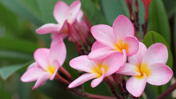 Wallpaper Leaves, With, Flowers, Desktop, Pink, Beautiful