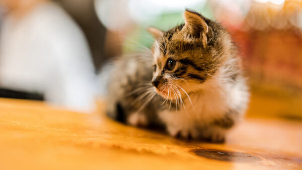 Wallpaper Eyes, With, Desktop, Black, Background, Kitten, Shallow